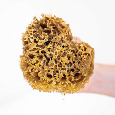 Mediterranean Greek Sea Sponge
